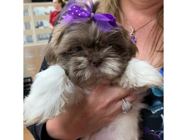Shih Tzu-DOG-Female--2798-Petland Lee's Summit, MO