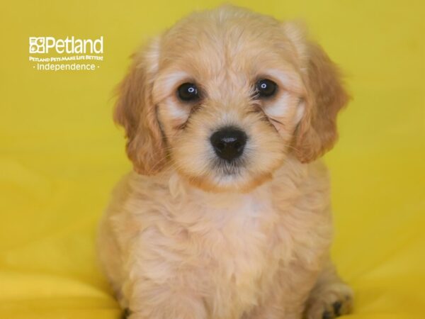 Miniature Goldendoodle-DOG-Female--2806-Petland Lee's Summit, MO