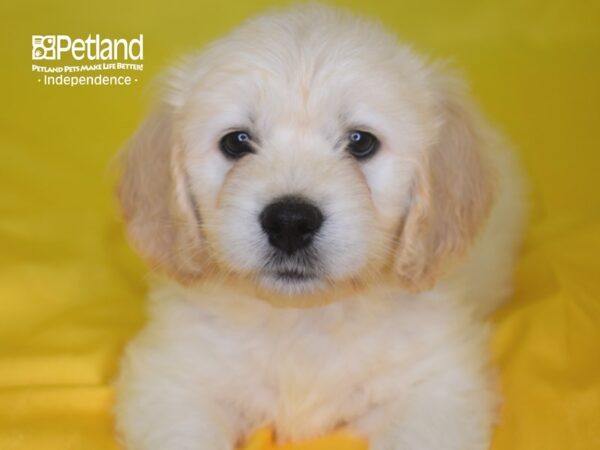 Miniature Goldendoodle-DOG-Male-Golden-2810-Petland Lee's Summit, MO