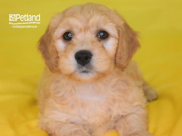 Miniature Goldendoodle-DOG-Male--2807-Petland Lee's Summit, MO