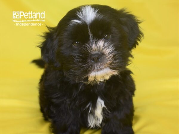Shorkie Tzu-DOG-Female-Black White Markings-2816-Petland Lee's Summit, MO