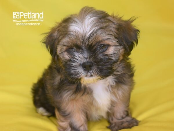 Shorkie Tzu-DOG-Female-Gold White Markings-2815-Petland Lee's Summit, MO