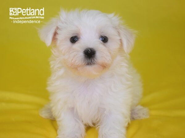 Maltese-DOG-Female--2779-Petland Lee's Summit, MO