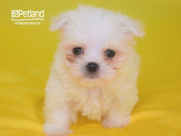 Maltese-DOG-Male-White-2823-Petland Lee's Summit, MO