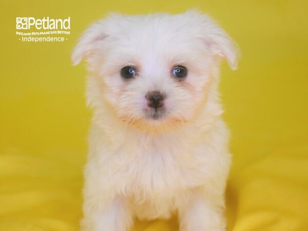 Maltese-DOG-Female-White-2824-Petland Lee's Summit, MO