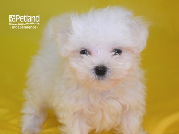 Maltese-DOG-Female-White-2822-Petland Lee's Summit, MO