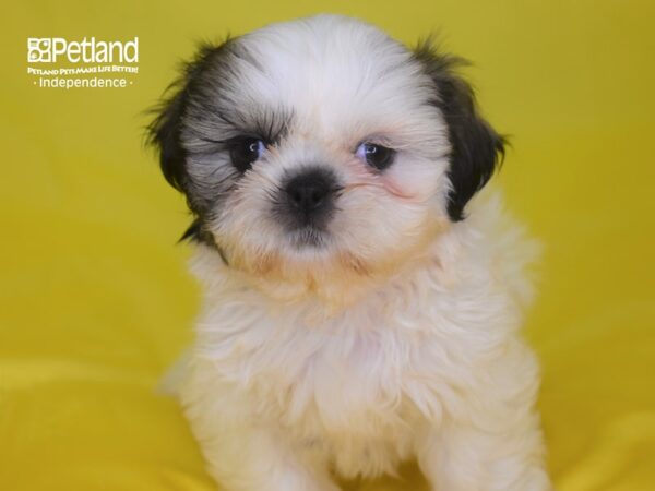 Shih Tzu-DOG-Male-Gold & White-2830-Petland Lee's Summit, MO