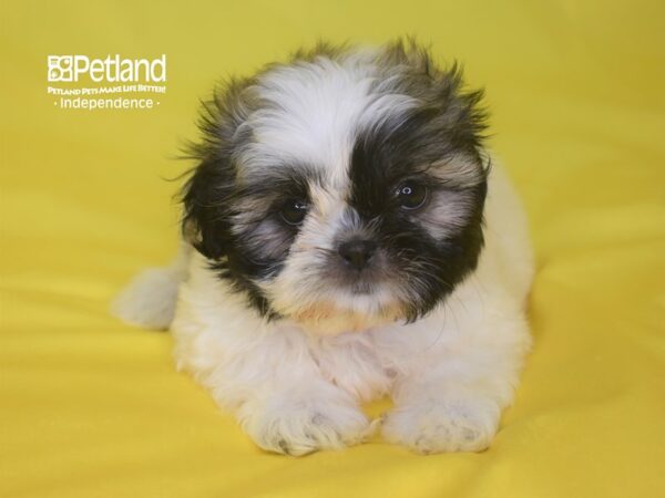 Shih Tzu-DOG-Female--2820-Petland Lee's Summit, MO