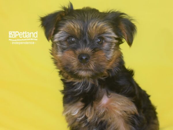 Yorkshire Terrier-DOG-Male-Black & Tan-2828-Petland Lee's Summit, MO
