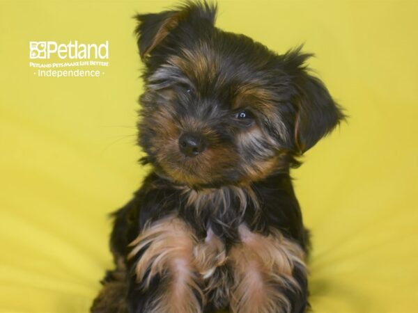 Yorkshire Terrier-DOG-Female--2825-Petland Lee's Summit, MO