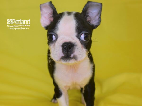 Boston Terrier-DOG-Male-Black & White-2827-Petland Lee's Summit, MO