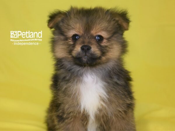 Pomeranian-DOG-Male-Orange Sable-2829-Petland Lee's Summit, MO
