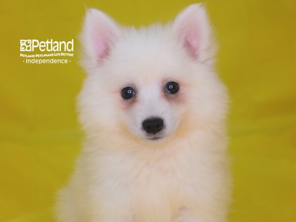 American Eskimo-DOG-Female-White-2826-Petland Lee's Summit, MO
