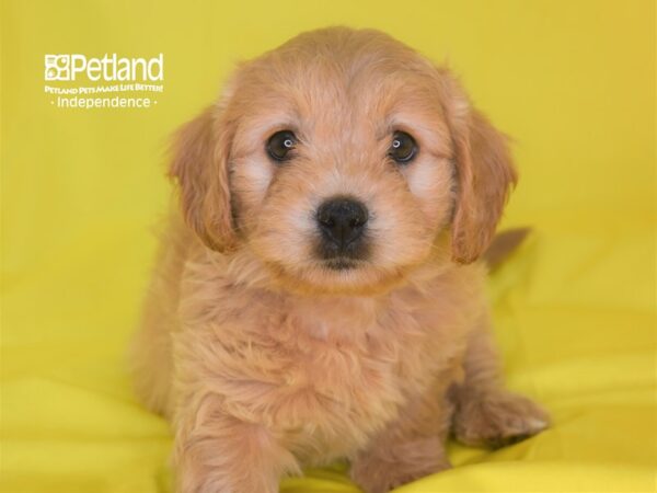 Miniature Goldendoodle-DOG-Female-Light Golden-2831-Petland Lee's Summit, MO