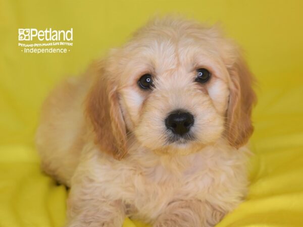 Miniature Goldendoodle-DOG-Male-Light Golden-2832-Petland Lee's Summit, MO