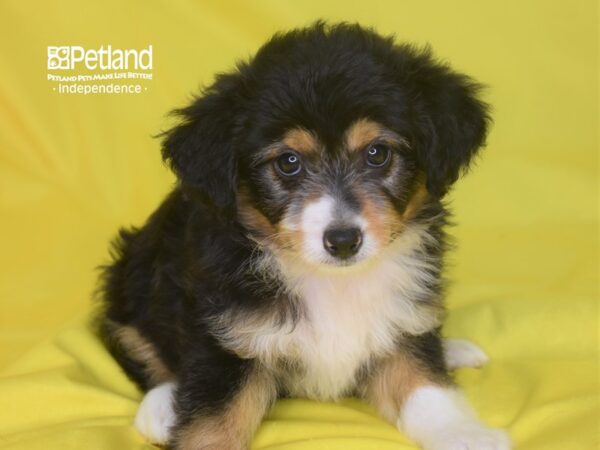 Miniature Aussiedoodle-DOG-Male-Black, White, & Tan-2834-Petland Lee's Summit, MO