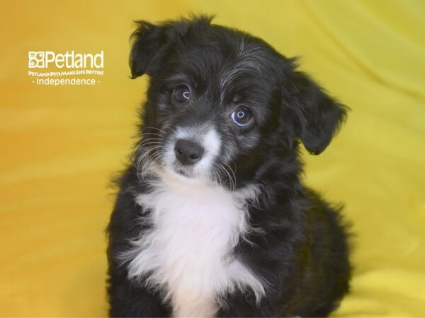 Miniature Aussiedoodle-DOG-Male-Black and White-2837-Petland Lee's Summit, MO
