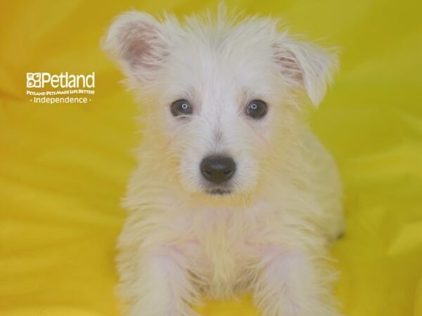 West Highland White Terrier-DOG-Female-White-2847-Petland Lee's Summit, MO