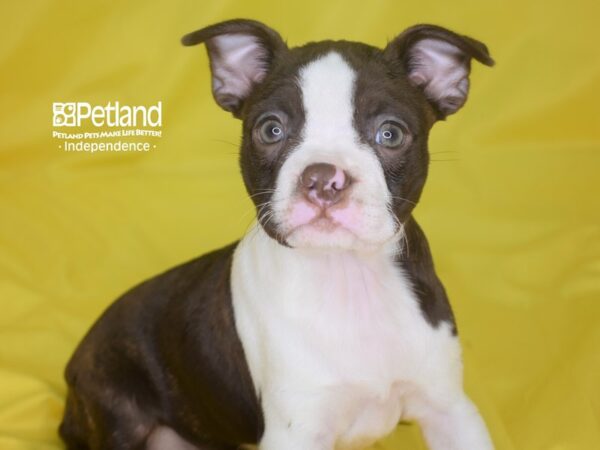 Boston Terrier-DOG-Female-Chocolate-2846-Petland Lee's Summit, MO