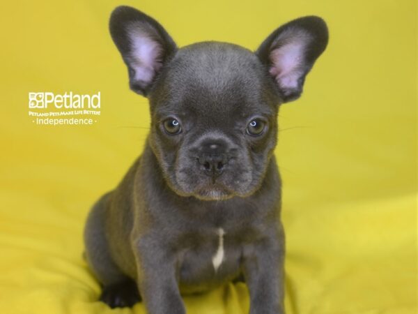 French Bulldog-DOG-Female-Blue-2844-Petland Lee's Summit, MO