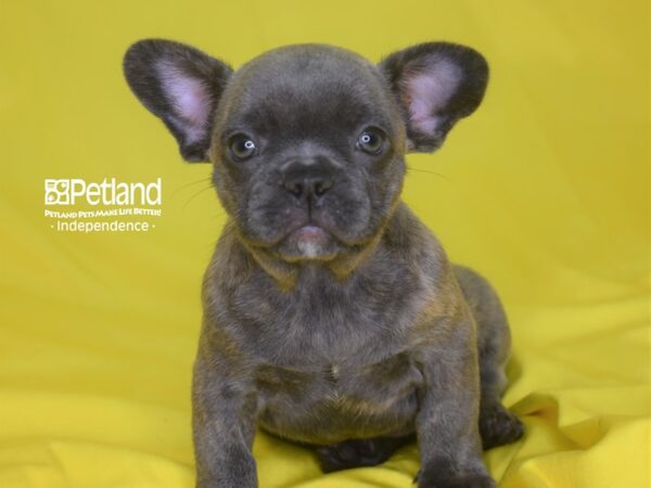 French Bulldog-DOG-Male-Blue brindle-2845-Petland Lee's Summit, MO