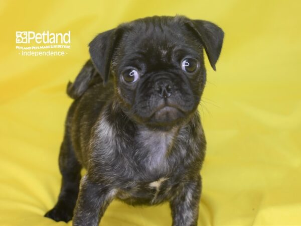Pug-DOG-Male-Brindle-2853-Petland Lee's Summit, MO