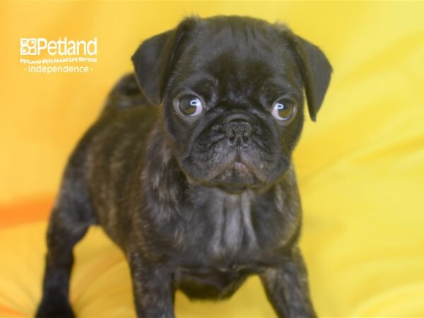 Pug-DOG-Male-Brindle-2854-Petland Lee's Summit, MO