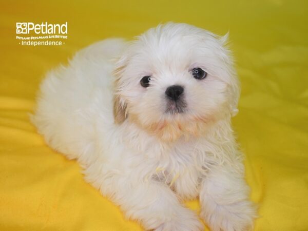 Shih Tzu-DOG-Female-Lavendar & White-2852-Petland Lee's Summit, MO