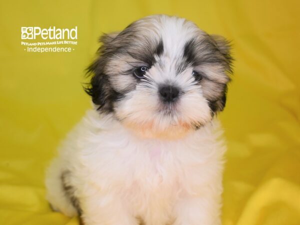 Shih Tzu-DOG-Male-Gold & White-2850-Petland Lee's Summit, MO