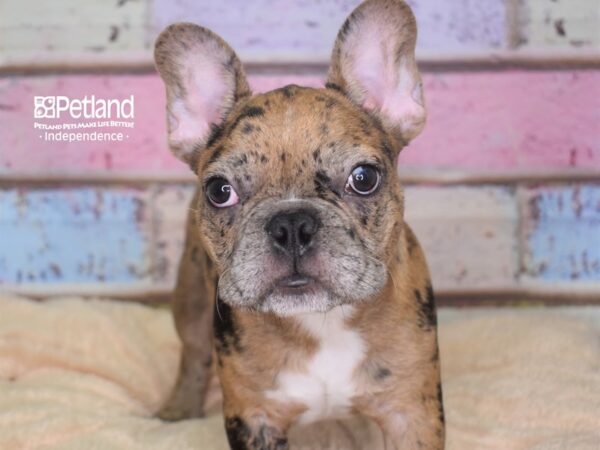 French Bulldog-DOG-Male-Merle-2714-Petland Lee's Summit, MO