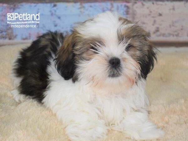 Shorkie Tzu-DOG-Male-Gold Parti with Black Tips-2814-Petland Lee's Summit, MO