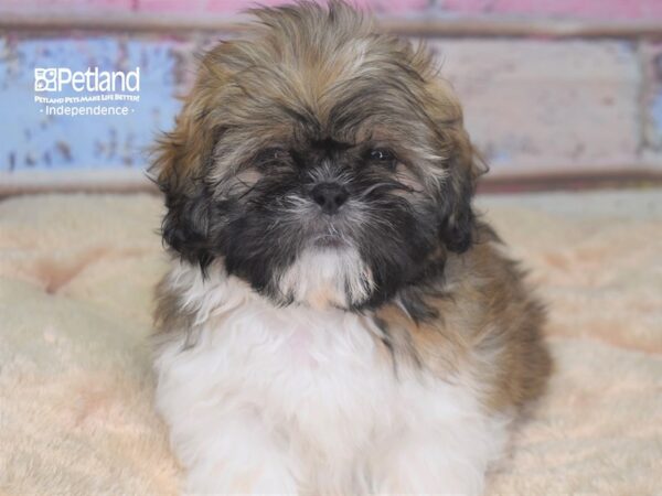 Shih Tzu-DOG-Female--2817-Petland Lee's Summit, MO