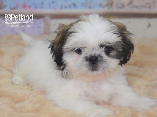Shih Tzu-DOG-Female-Gold & White-2851-Petland Lee's Summit, MO
