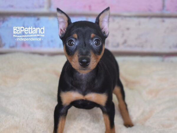 Miniature Pinscher-DOG-Female-Black & Tan-2843-Petland Lee's Summit, MO