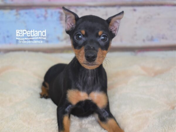 Miniature Pinscher-DOG-Male-Black & Tan-2842-Petland Lee's Summit, MO