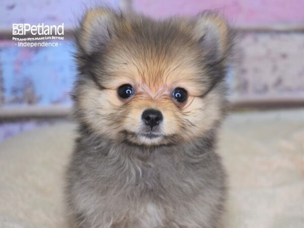 Pomeranian-DOG-Female--2841-Petland Lee's Summit, MO
