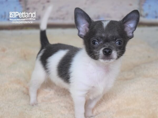 Chihuahua-DOG-Male--2839-Petland Lee's Summit, MO