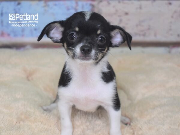 Chihuahua-DOG-Male--2838-Petland Lee's Summit, MO