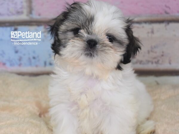 Shih Tzu-DOG-Female--2821-Petland Lee's Summit, MO