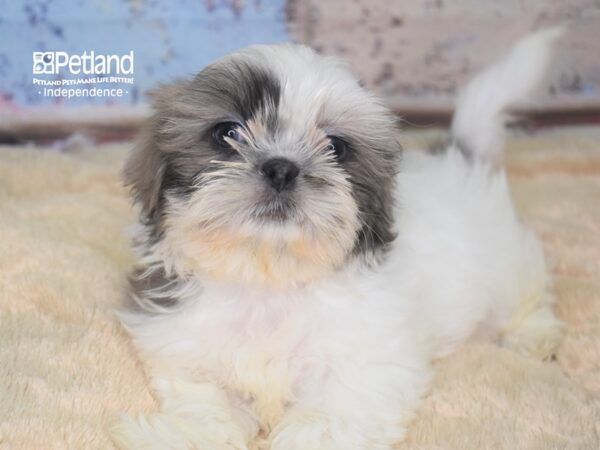 Shih Tzu-DOG-Female--2819-Petland Lee's Summit, MO