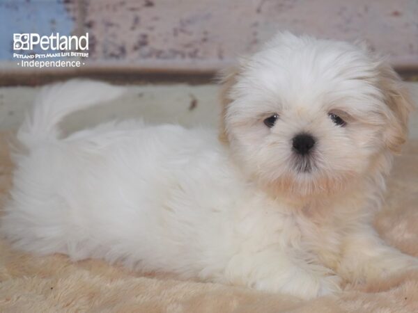 Shih Tzu-DOG-Male-Lavendar & White-2848-Petland Lee's Summit, MO