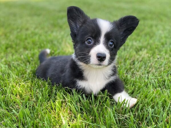 Cardigan Welsh Corgi-DOG-Female-Black & White-2867-Petland Lee's Summit, MO