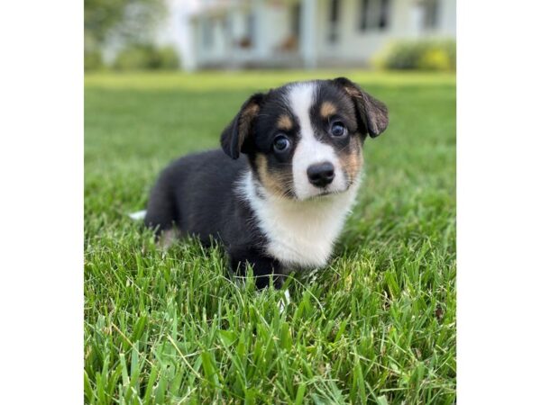 Cardigan Welsh Corgi-DOG-Male-Black, White, & Tan-2866-Petland Lee's Summit, MO