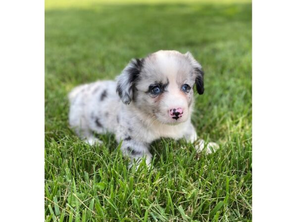 Cardigan Welsh Corgi-DOG-Male-Blue Merle-2865-Petland Lee's Summit, MO