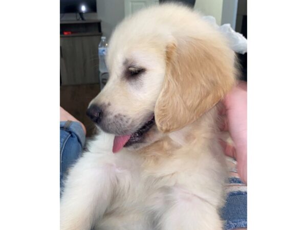 Golden Retriever-DOG-Male-Light Golden-2855-Petland Lee's Summit, MO