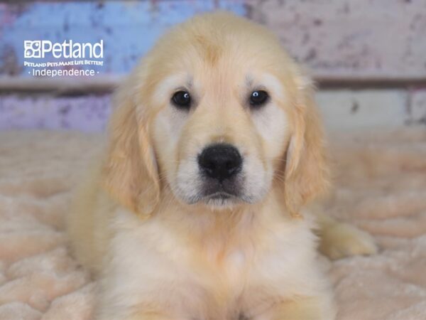 Golden Retriever-DOG-Male-Light Golden-2869-Petland Lee's Summit, MO
