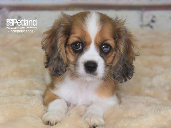 Cockalier-DOG-Male-Red & White-2872-Petland Lee's Summit, MO