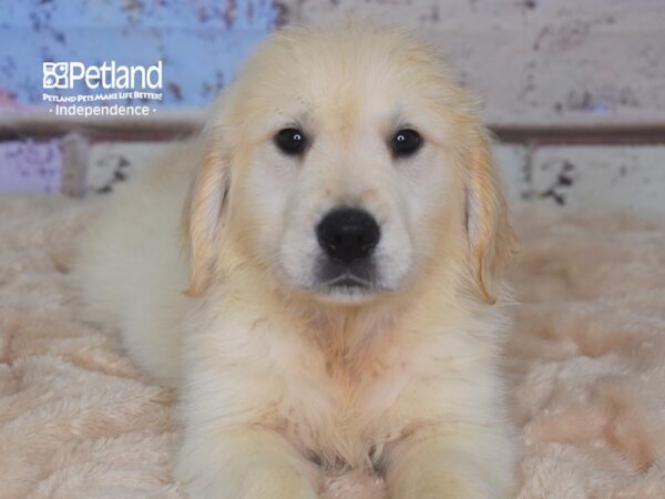 Golden Retriever-DOG-Female-Light Golden-2856-Petland Lee's Summit, MO