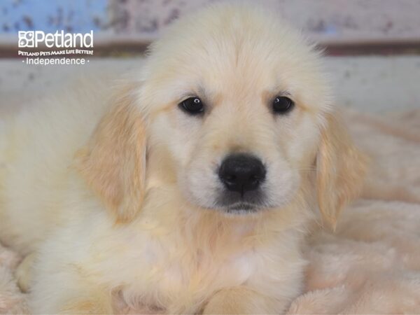 Golden Retriever-DOG-Female-Light Golden-2870-Petland Lee's Summit, MO