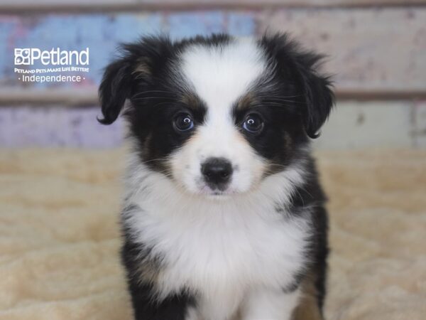 Toy Australian Shepherd-DOG-Female-Sable-2875-Petland Lee's Summit, MO